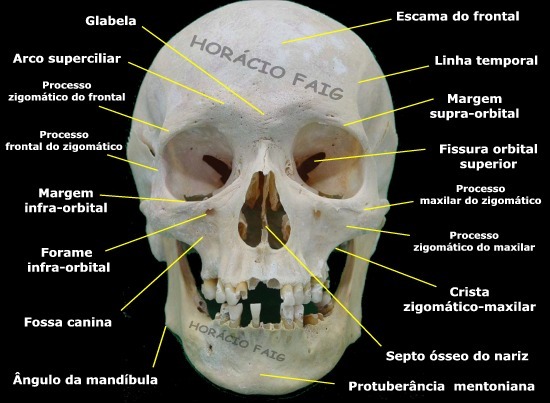 Crânio - Ossos e acidentes ósseos Quiz