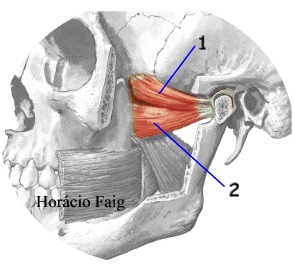 Músculo pterigóideo lateral: Origem, Inserção, Ação